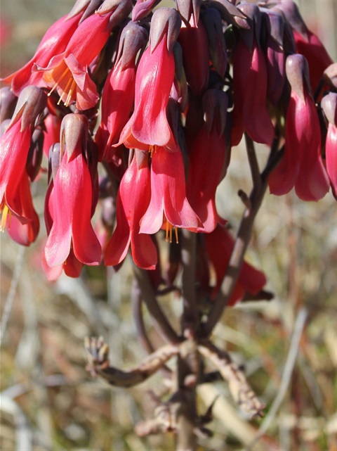 Mother of Millions Flower b - Reduced.jpg