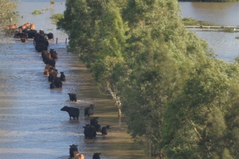 Cattle-in-flood-water.jpg