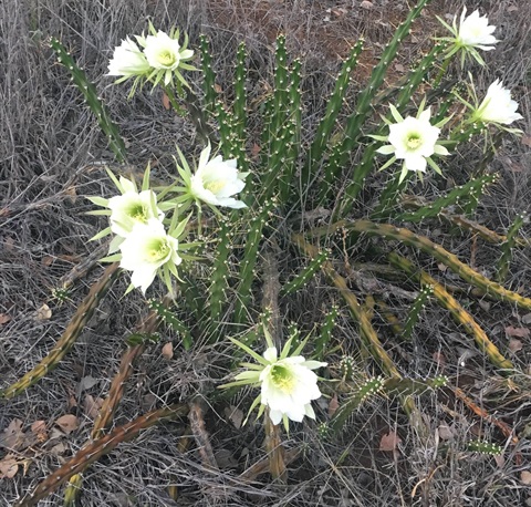 Harrisi-cactus-in-flower-reduced-min.jpg