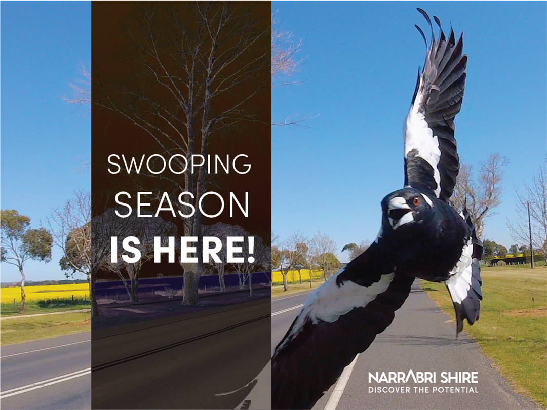 Magpie Swooping Season for 2023 NSC