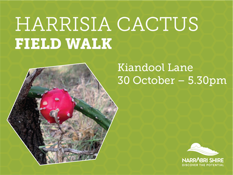 HARRISIA CACTUS - Field Walk SM tile.png